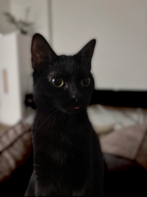 Mavis