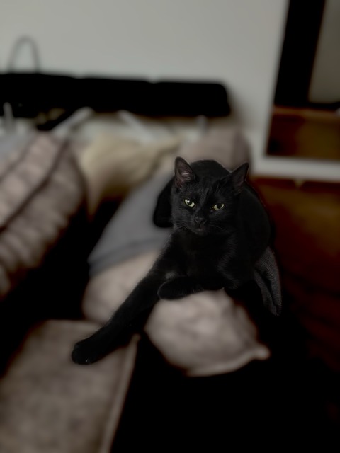 Mavis