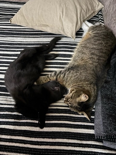 Gebaut für Luna und Mavis. Bereit für dein Tier.